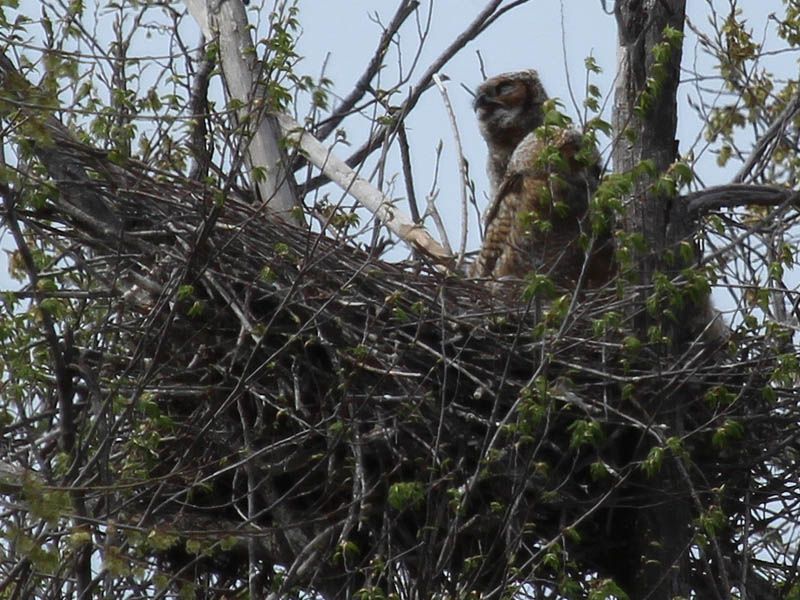 South Nest - at the south nest, one of the juveniles answers his mother's call.