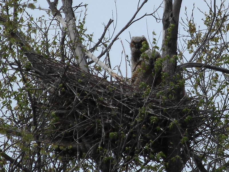 South Nest - The Great Horned Owlets are growing rapidly.
