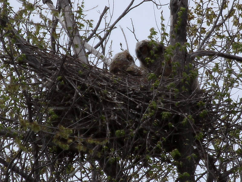 South Nest - The Great Horned Owlets face to face..