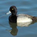 Lesser Scaup - Males and Females