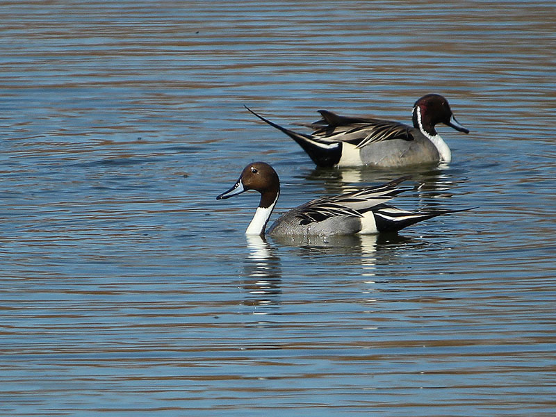 Northern Pintail - Dabbling Trio