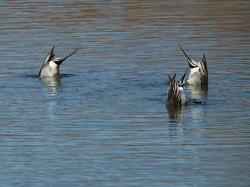 Northern Pintail - Dabbling Trio