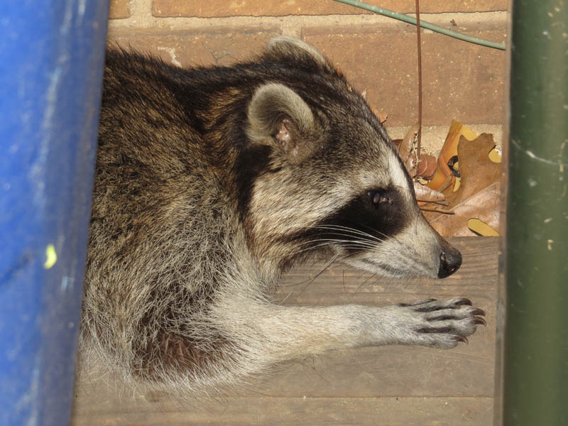 Raccoon - Outbreak