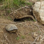 Red-eared Slider - Deceased