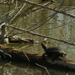 Red-eared Slider - McInnish Pond