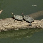 Red-eared Slider - Trinity River Legacy