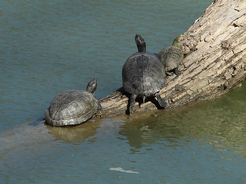 Red-eared Slider - Trinity River Legacy