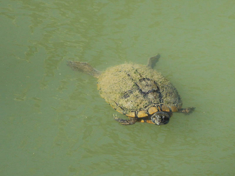 Red-eared Slider - Trinity River Legacy