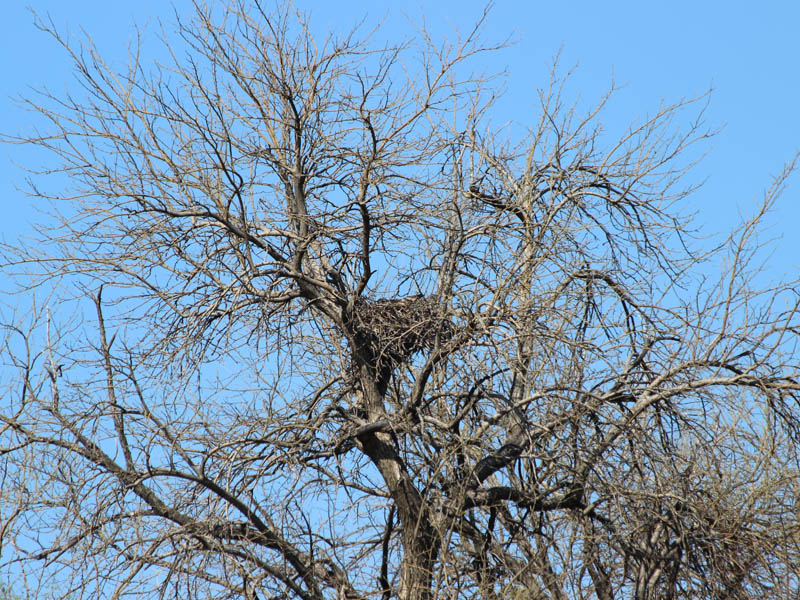Red-tailed Hawk - Baylor Nest Update 6