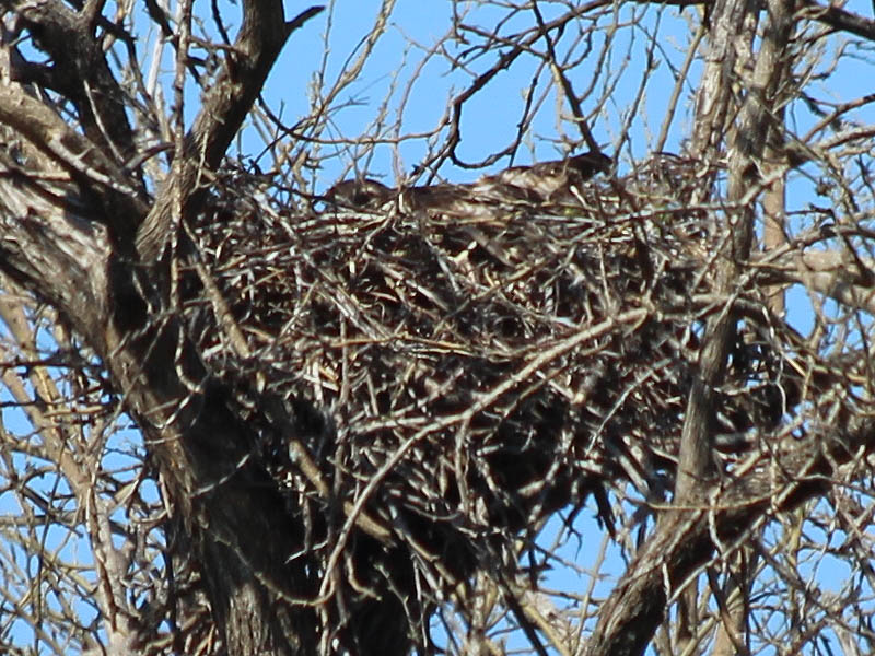 Red-tailed Hawk - Baylor Nest Update 6