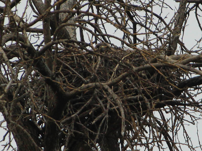 Red-tailed Hawk – Baylor Nest Update 4