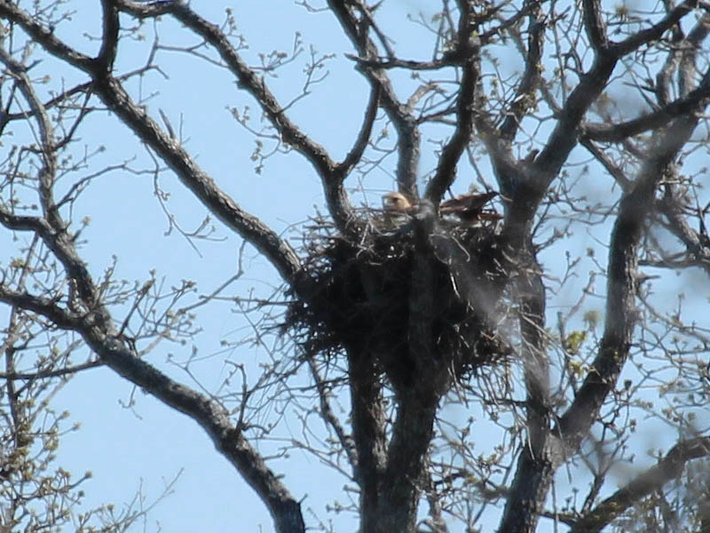 A closer look at the female Red-tailed Hawk sitting in the nest.