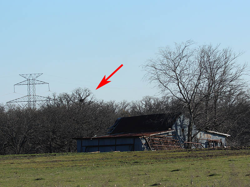 The hawk nest in context as seen from the nearest road.