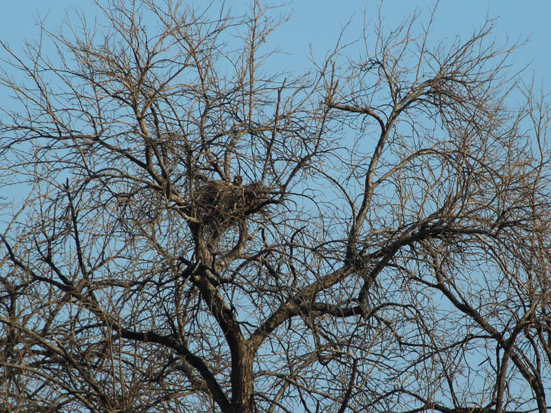 Red-tailed Hawk - Baylor Nest Update 3