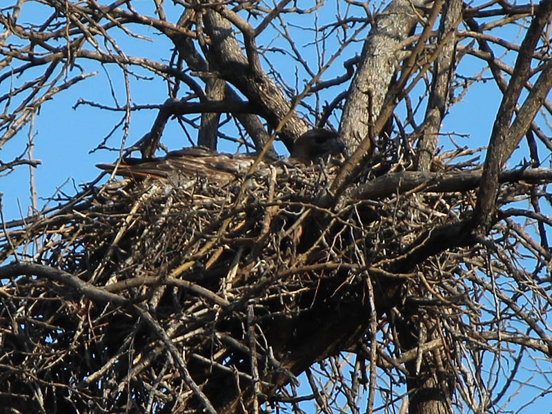 Red-tailed Hawk - Baylor Nest Update 3