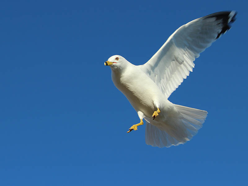 Ring-billed Gull - In the Air