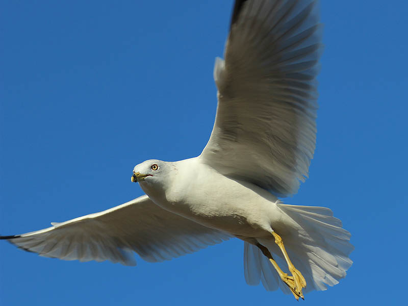 Ring-billed Gull - In the Air