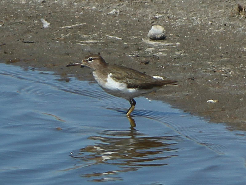 Spotted Sandpiper - On the Beach