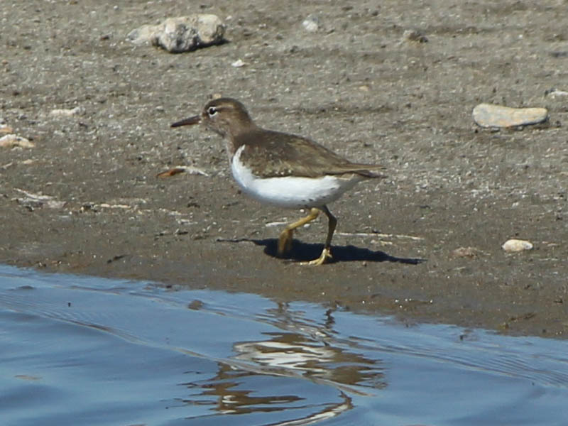 Spotted Sandpiper - On the Beach