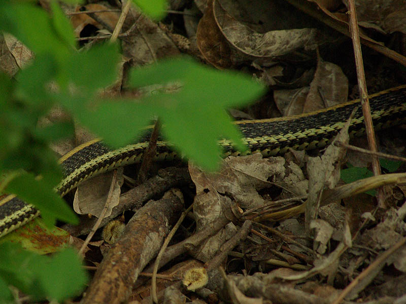 Texas Garter Snake - Olive Shapiro Park