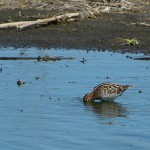 Wilson's Snipe - Probing