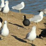 American Coot - Busy Weekend