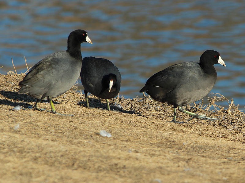 American Coot - Busy Weekend