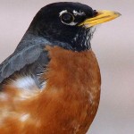 American Robin - Suburbia