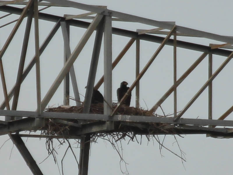 When I arrived, I had my best look at the eaglets in some time.  They are huge! 