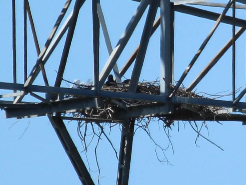 This is the best shot I could manage of the two eaglets together.
