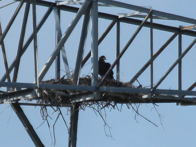A nice look at the eaglets current state of development.  They will be fledging soon.