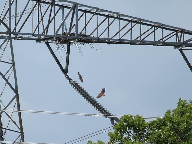 A pair of Red-tailed Hawks fly by in the distance.