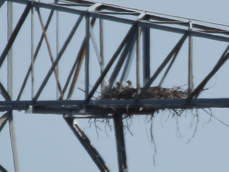 Finally, the second eaglet made an appearance.  Both eaglets healthy and accounted for!