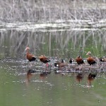 Black-bellied Whistling Duck - Doing Well