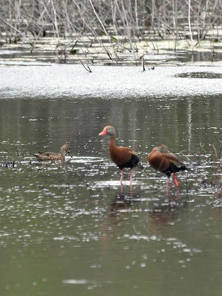 Black-bellied Whistling Duck - Doing Well