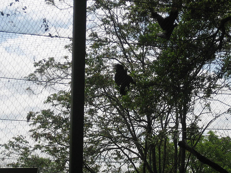 Black Vulture - Dallas Zoo