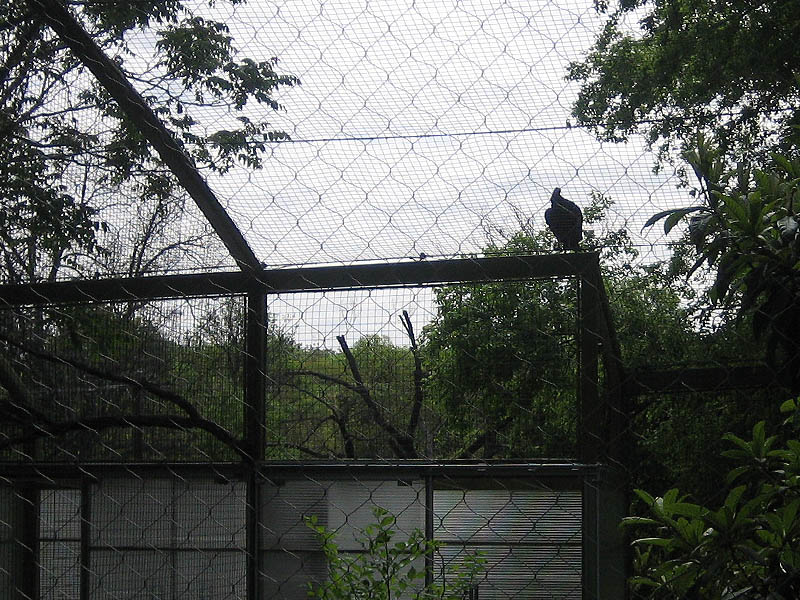 Black Vulture - Dallas Zoo