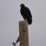 Black Vulture - Perched
