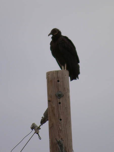 Black Vulture - Perched