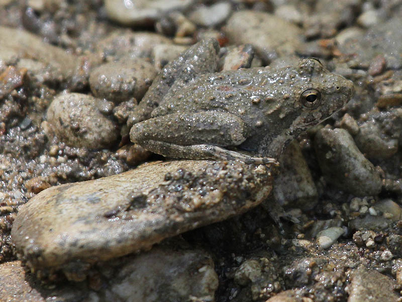 Blanchard's Cricket Frog - Hidden