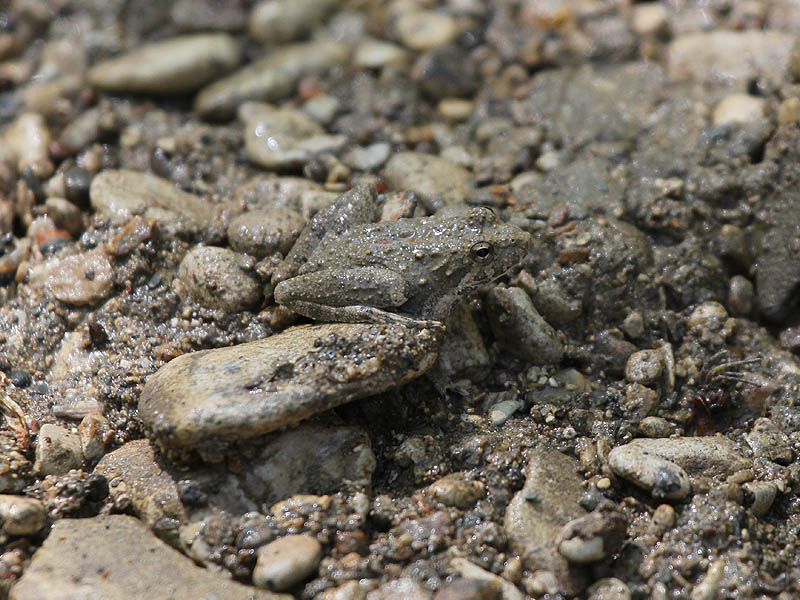 Blanchard's Cricket Frog - Hidden