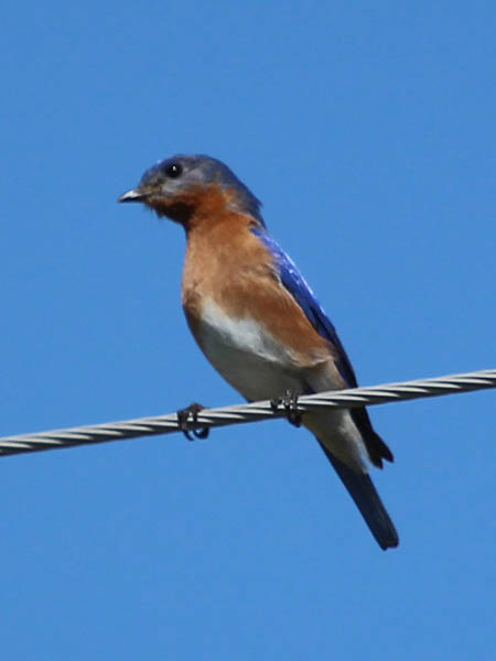 Eastern Bluebird - On a Wire