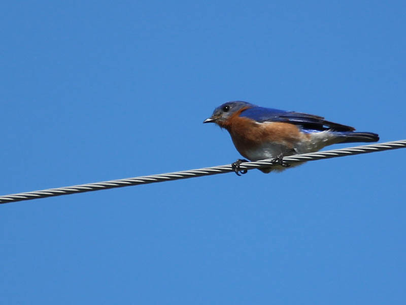 Eastern Bluebird - On a Wire