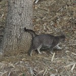 Feral Cat - Predator