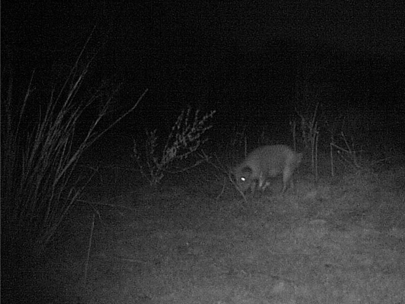 A lone Feral Hog photographed inside the boundaries of the VCDB.