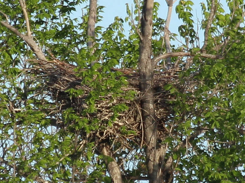 A closer look showed the nest to be empty.  The owlets had fledged.