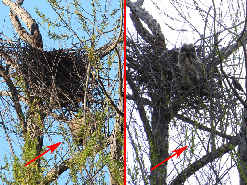 This picture compares the state of the nest as it is now (left) with how it was the previous weekend (right).  The red arrow indicates the location of the dead owlet.