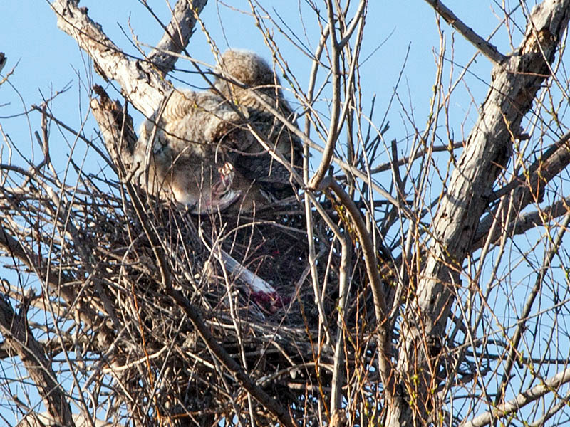 Great Horned Owlets feeding on on what may be a Great Blue Heron chick.