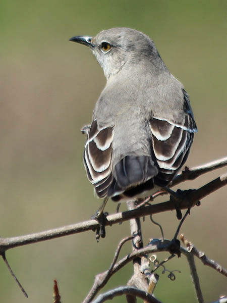 Northern Mockingbird - Overseeing