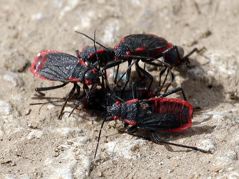 Red-shouldered Bug - Cannibals